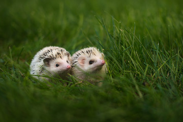 two hedgehogs