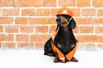 Wall Mural - Dachshund dog, black and tan, sits on the background a brick wall, in an orange construction vest and helmet during a building renovation, helmet trimmed eyes