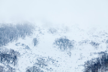 Poster - Foggy morning in the snow capped mountains, bare trees in winter.