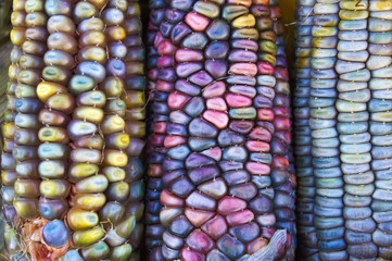 Colorful decorative corn