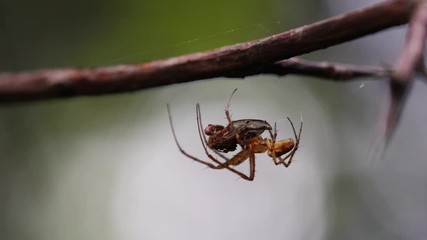Spider eating the victim - (4K)