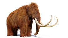 Woolly Mammoth, Prehistoric Mammal Isolated With Shadow On White Background (3d Illustration)