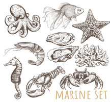 Marine Animals Collection Illustration