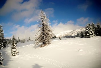 Paysage montagnard enneigé. Sapin isolé dans la neige. Forêt, colline et ciel nuageux en arrière plan.