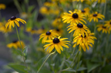 Rudbeckia Hirta Yellow Flower With Black Brown Centre In Bloom, Black Eyed Susan In The Garden
