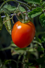 Roman tomato on the vine