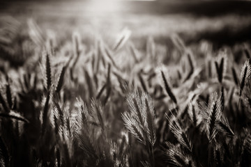 Wall Mural - look at the wheat spikelets on the field in sunset time. Image in black and white color style