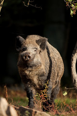Wall Mural - wild boar, sus scrofa