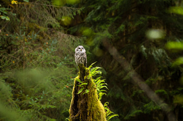 pacific northwest trees and wildlife