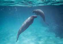 Manatees In Belize