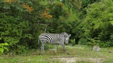 Single Zebra Grazing In Zoo 