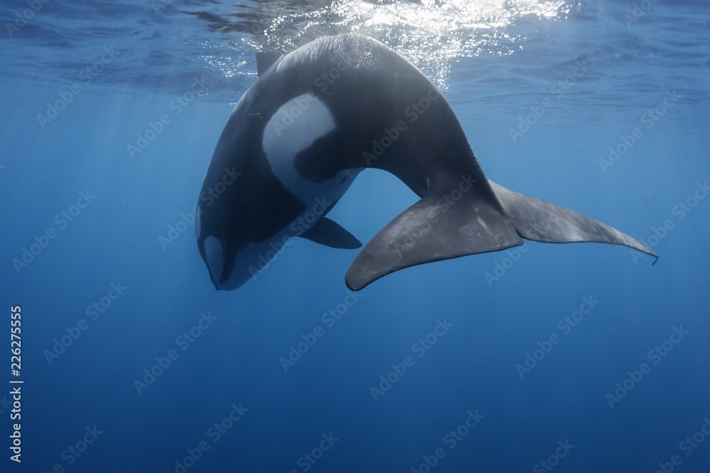Killer whales swimming in the blue Pacific Ocean offshore from the North Island, New Zealand.