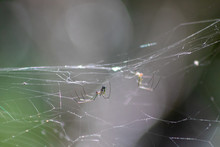 Spider In Florida Swamp