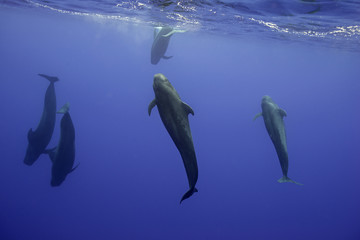 Pilot whales, Indian Ocean, Mauritius