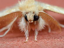 Macro Photo Of Head Of Cute Yellow Moth Isolated On Background
