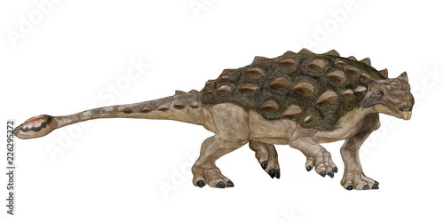 アンキロサウルス 白亜紀後期に北米大陸に生息した曲竜と呼ばれる種類の恐竜の仲間 体長は10メートルで 曲竜類の中では最大 頭から尻尾まで硬い 装甲に覆われ 背中には頑丈な棘がある 専守防衛の典型的な恐竜 だだ こん棒のような固い尾の先端には大きな骨の