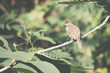 Bird (Streak-eared bulbul) on tree in nature wild
