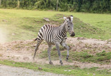 Fototapeta Sawanna - Zebra in der Wildnis