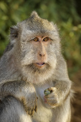 Wall Mural - long-tailed macaque - macaca fascicularis, common monkey from southeast asia forests, woodlands and 