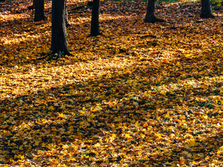 Wall Mural - Brown Dried Autumn Leaves Background In Fall Season