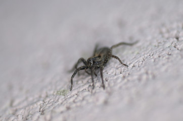 macro photo of spider