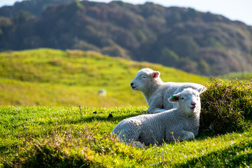 A sheep grazing on the green farm. Fresh sunny with a warm light day.