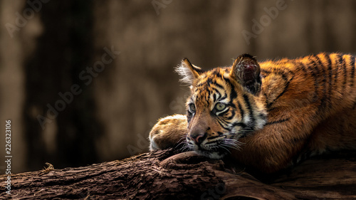 Fotografie, Tablou  Little sumatran tiger