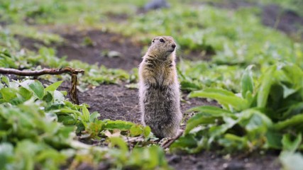 Wall Mural - Gopher eating leaf (ground squirrel)