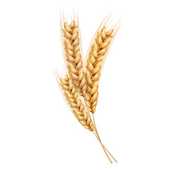 Vector wheat ears spikelets realistic with grains