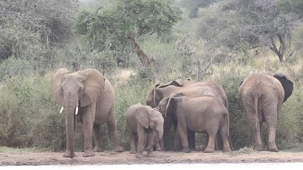 Wall Mural - African Elephants drinking 