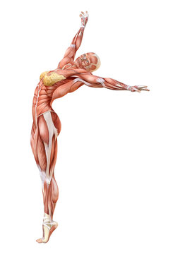 3D Rendering Female Anatomy Figure on White