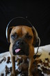 Brown boxer breed dog wearing headphones with a microphone silly portrait