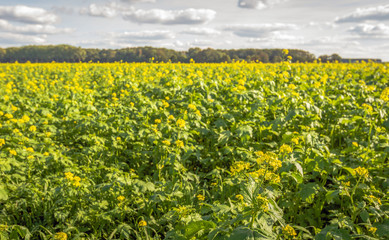 Wall Mural - Yellow flowering rapeseed on a large Dutch field in the summer season