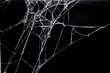 © vandame - spider web,halloween