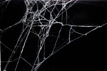 Spider Web,halloween