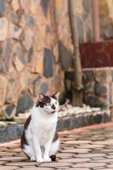 Wall Mural - White brown young cat sitting on the ground and looking for something.