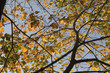 Beautiful maple branches with yellow, orange and green leaves – photo of the tree up against the blue clear sky on a Sunny day
