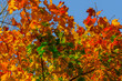 Beautiful autumn maple with big yellow, orange, red and green leaves – magnified details of a tree on a background of clear blue sky on a Sunny day