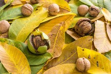Ripe Walnuts On Background Of Walnut Leaves Autumn Crop Concept