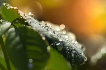 Wall Mural - drops of dew or water on the leaves in the sunlight in outdoors. macro, selective focus. beautiful n
