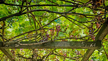 Vineyard In Summer, Green Pergola With Hanging Grapes, Soft Focus
