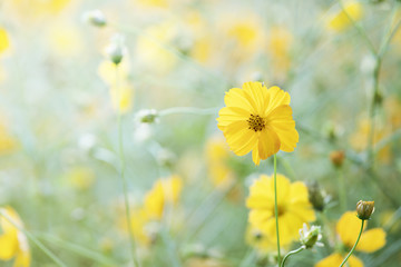 Wall Mural - cosmos flower