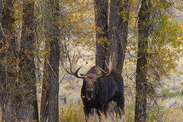 Canvas Print - Bull Shiras Moose in the Fall Rut