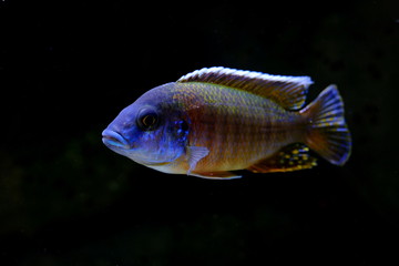African malawi cichlid colorful fish