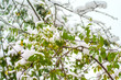 White snow on green branches and tree leaves – magnifiedview after snowfall, October-November (autumn, Moscow, Russia, Europe)