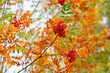 Red ripe berries and rowan orange leaves – beautiful autumn magnified view of a tree branches on a blurred green background with bokeh effect