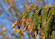 © JRG - Fichte mit Fichtenzapfen, picea abies, Spruce; Gemeine Fichte