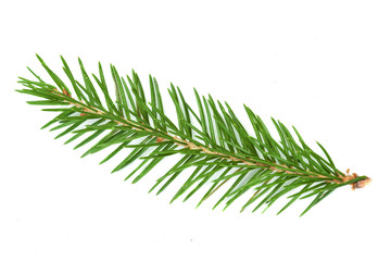 Wall Mural - Fir tree branch isolated. Nature Symbol of Christmas and New Year on white background.