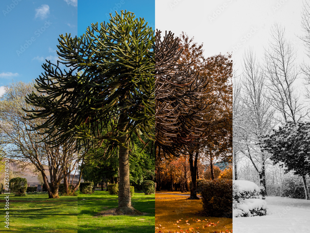 Spring, Summer, Fall and Winter. Four seasons photographed in the same park, from the exact same location, in Blaina, South Wales UK. - obrazy, fototapety, plakaty 