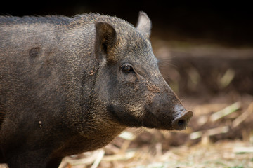 Wild boar